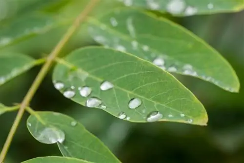 Robinia: Spesiale kenmerke van die blare en hul gevare