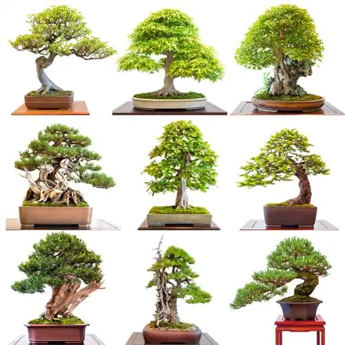 robínia bonsai