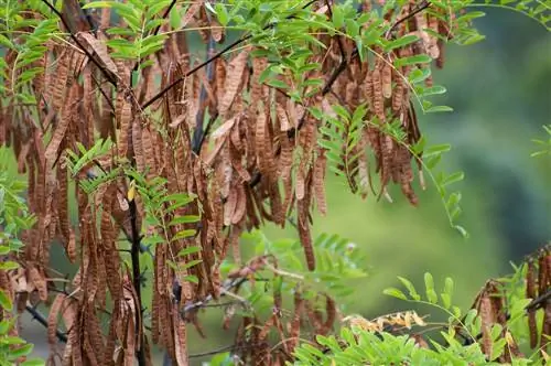 robinia hedelmä