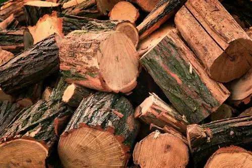 Robinia as firewood: High calorific value and many advantages