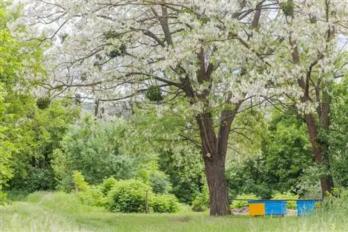 cuidado de robinia