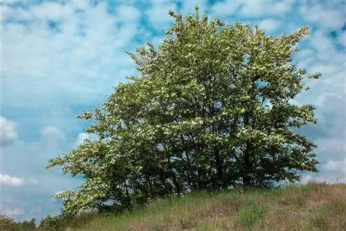 ռոբինիայի գտնվելու վայրը