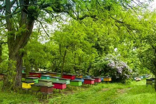 Robinia kasv aastas: hämmastavad faktid ja arvud