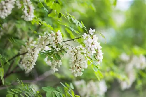 Mock acacia hauv lub vaj: Robinia profile thiab cov lus qhia saib xyuas