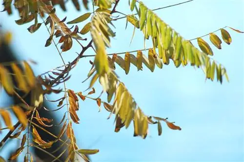 Robinia: Las enfermedades más comunes y cómo combatirlas