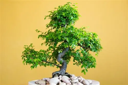 Chinese elm sorg