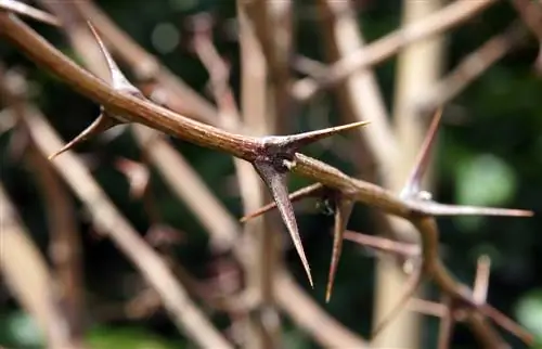 robinia spines