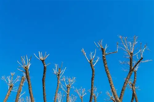 Potare correttamente l'olmo dorato: suggerimenti e trucchi importanti