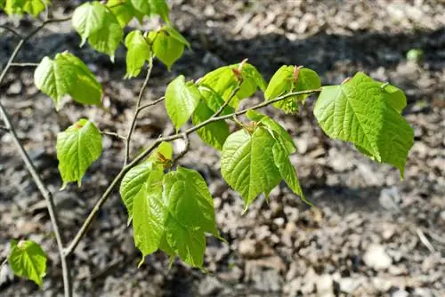 গোল্ডেন এলম প্রচার করুন