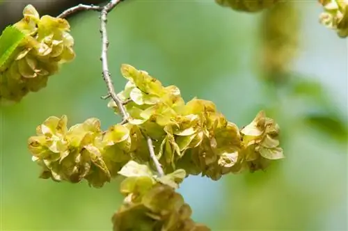 golden elm-poisonous