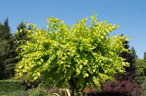 El olmo dorado como árbol estándar: por qué es ideal para cualquier jardín