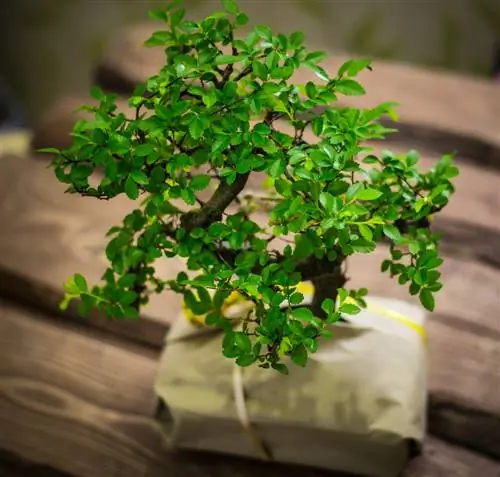 penjagaan bonsai elm