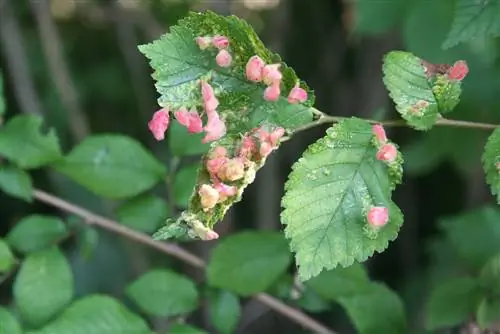 Elm tree infested? These pests are the culprits