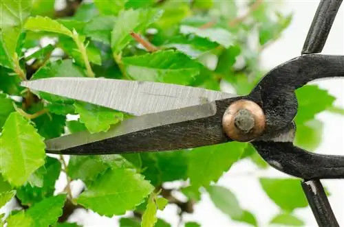 taiere de ulm bonsai