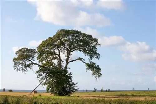 Elm trees in Germany: Discover the native species