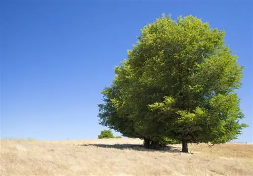 field elm profile