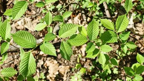 Zlatni brijest: uklonite i koristite korak po korak