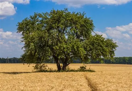 iepboom profiel