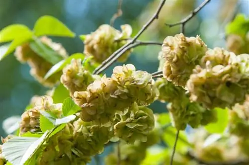 Elm flowers: characteristics, flowering time and pollination