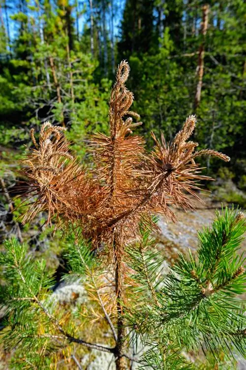 Käksjukdomar: Känn igen, förebygg och behandla