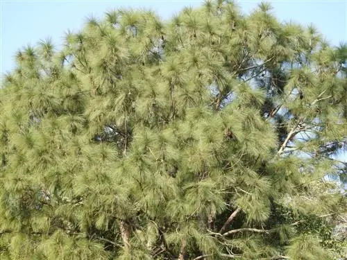 סקירה כללית של מיני אורנים שונים