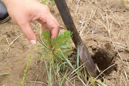 pine transplanting