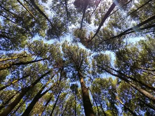 Profilo del pino: tutto quello che devi sapere su questa conifera