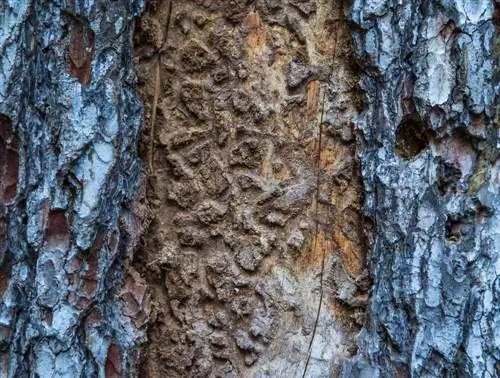 pinus kumbang kulit kayu