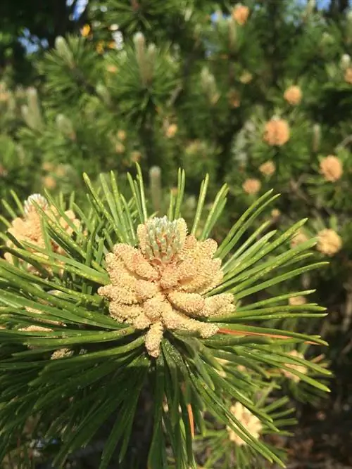 Fiori di pino: scopri lo splendore dei colori all'inizio dell'estate