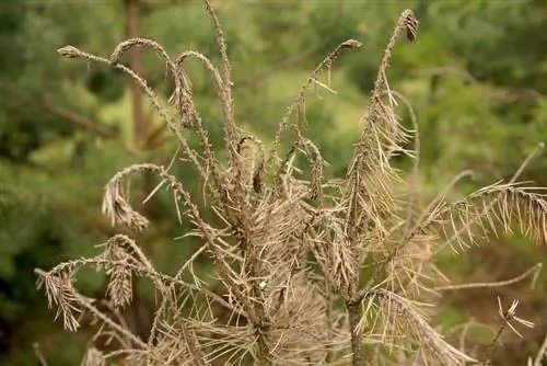 Ang puno ng pine ay nakakakuha ng kayumangging karayom