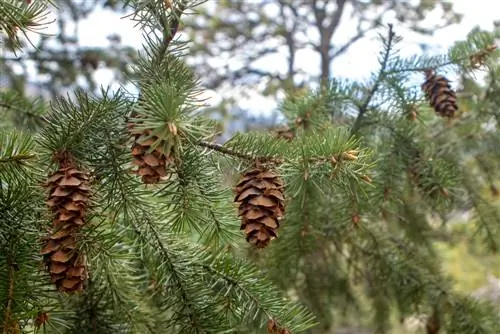 Kuptimi i frutave të pishës: Karakteristikat, pjekuria dhe formimi i farës