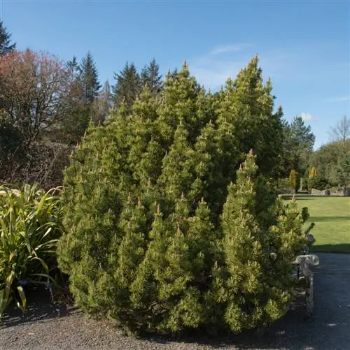 Pijnbomen in de tuin: hoe u ze kunt helpen sterk te worden