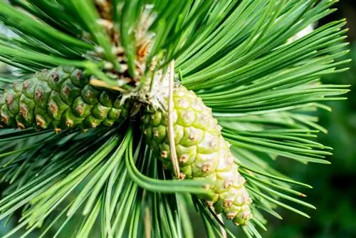 Reconociendo las agujas de pino: características y diferencias