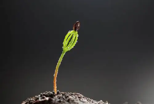 germinando semillas de pino