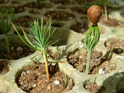 pine seeds