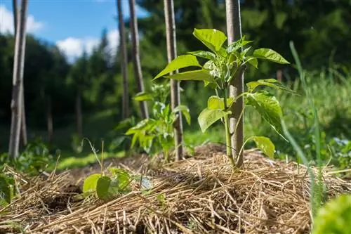 vegetable bed mulching