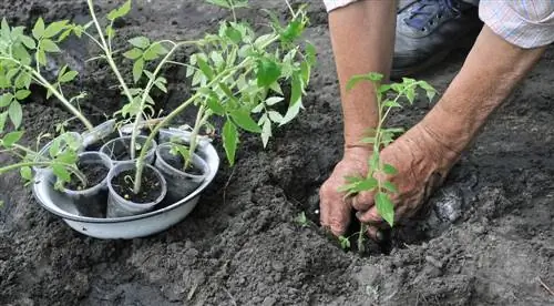 Crea un nuevo huerto: así es como empezar con éxito el año de jardinería