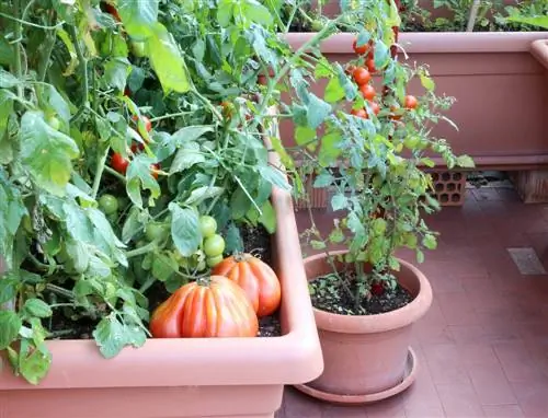 vegetable patch terrace