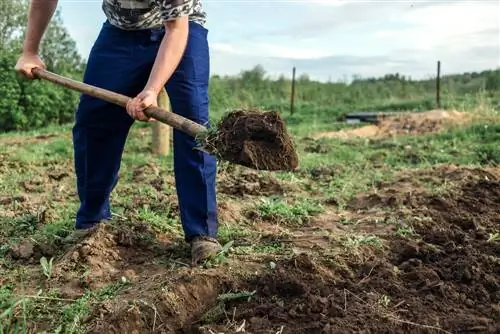 săpat patul de legume