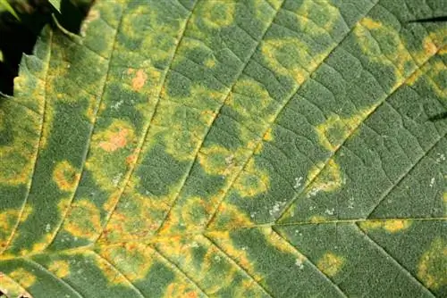 Elm disease: kilalanin, gamutin at pigilan