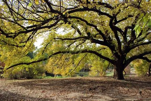 pemotongan pohon elm