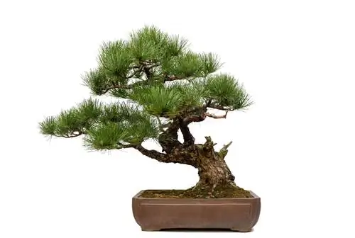 bonsai di pino