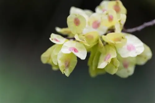 Buah elm: mengenali, mengumpulkan, dan kemungkinan penggunaannya