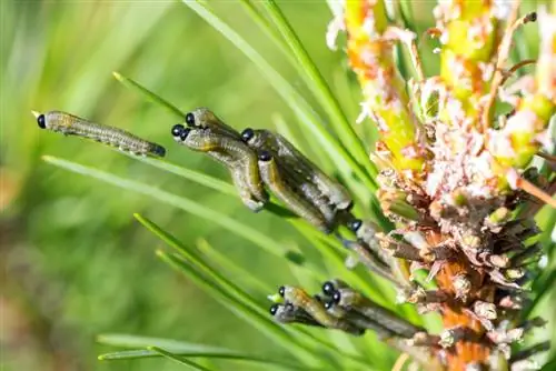 hama pinus