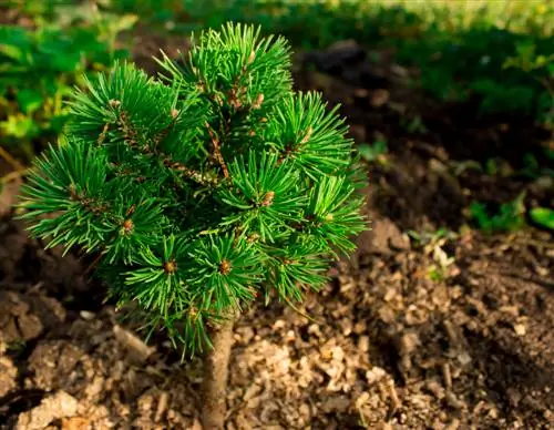 Pino in giardino: scegli la posizione giusta