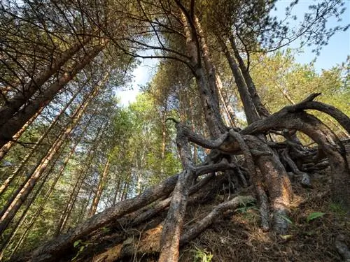 սոճու արմատ