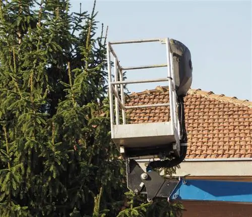 Snoei die denneboom ernstig terug: Wanneer en hoe om dit korrek te doen