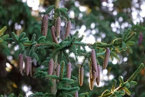 Cemara atau pinus? Inilah cara membedakannya