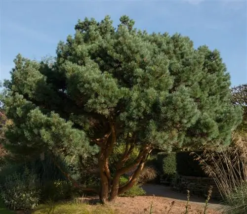 Scots pine-in-the-garden