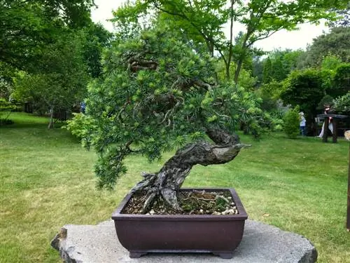 Scots ntoo thuv bonsai